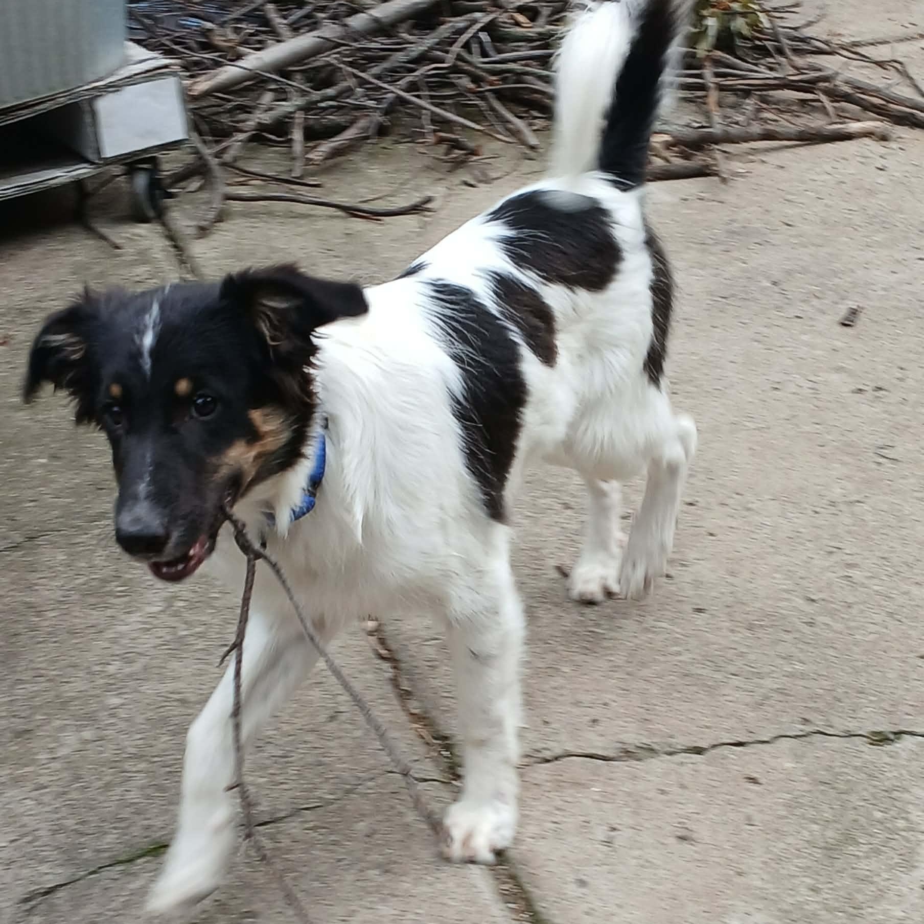 Enlarge Koda, a Adoptable mixed breed in Buffalo, NY image 4/6