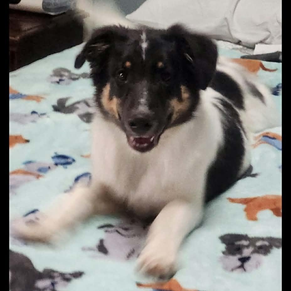 Enlarge Koda, a Adoptable mixed breed in Buffalo, NY image 2/6