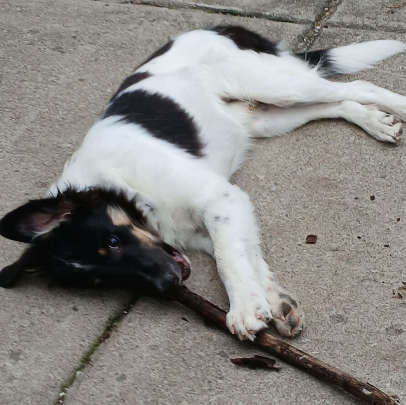 Enlarge Koda, a Adoptable mixed breed in Buffalo, NY image 5/6
