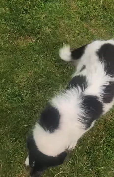 Enlarge Koda, a Adoptable mixed breed in Buffalo, NY video 6/6