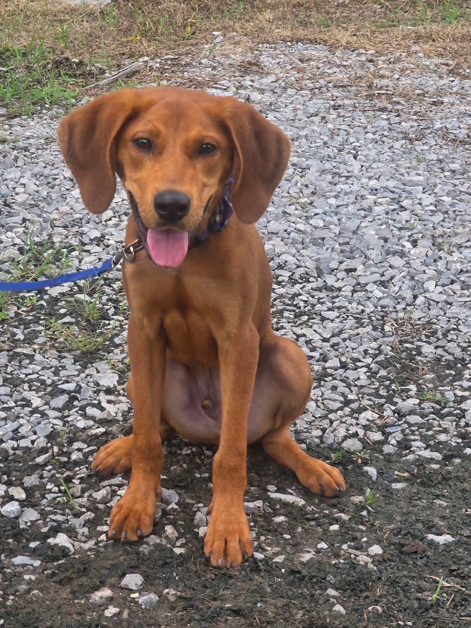 Duke, a ADOPTABLE Redbone Coonhound in Harrodsburg, KY image 1/4