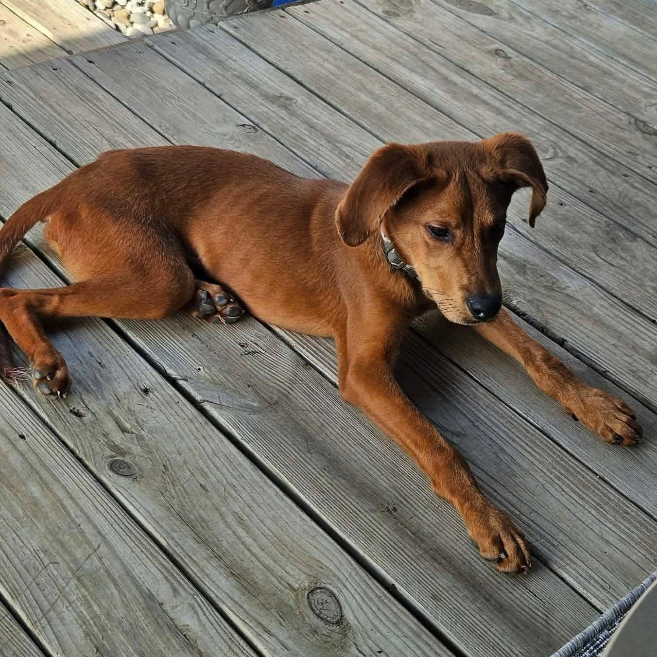 Duke, a ADOPTABLE Redbone Coonhound in Harrodsburg, KY image 4/4