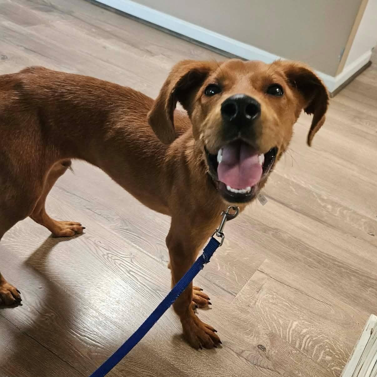 Duke, a ADOPTABLE Redbone Coonhound in Harrodsburg, KY image 2/4