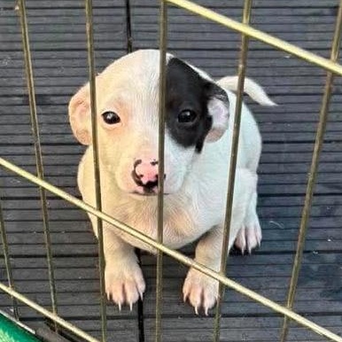 Pebbles, a ADOPTABLE mixed breed in Windsor, ON image 5/5
