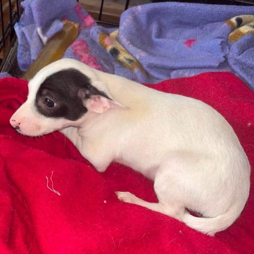 Pebbles, a ADOPTABLE mixed breed in Windsor, ON image 1/5