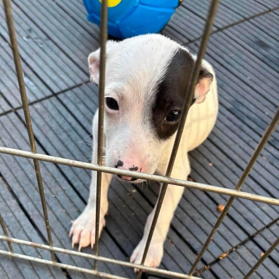 Pebbles, a ADOPTABLE mixed breed in Windsor, ON image 4/5