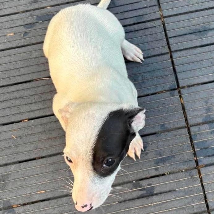 Pebbles, a ADOPTABLE mixed breed in Windsor, ON image 2/5