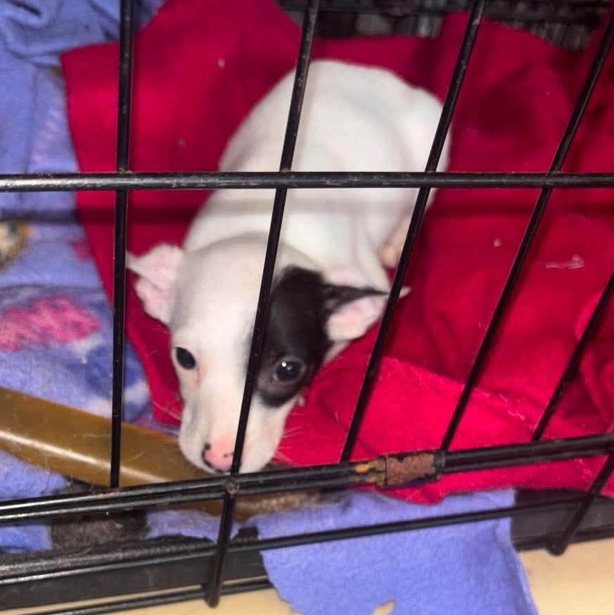 Pebbles, a ADOPTABLE mixed breed in Windsor, ON image 3/5