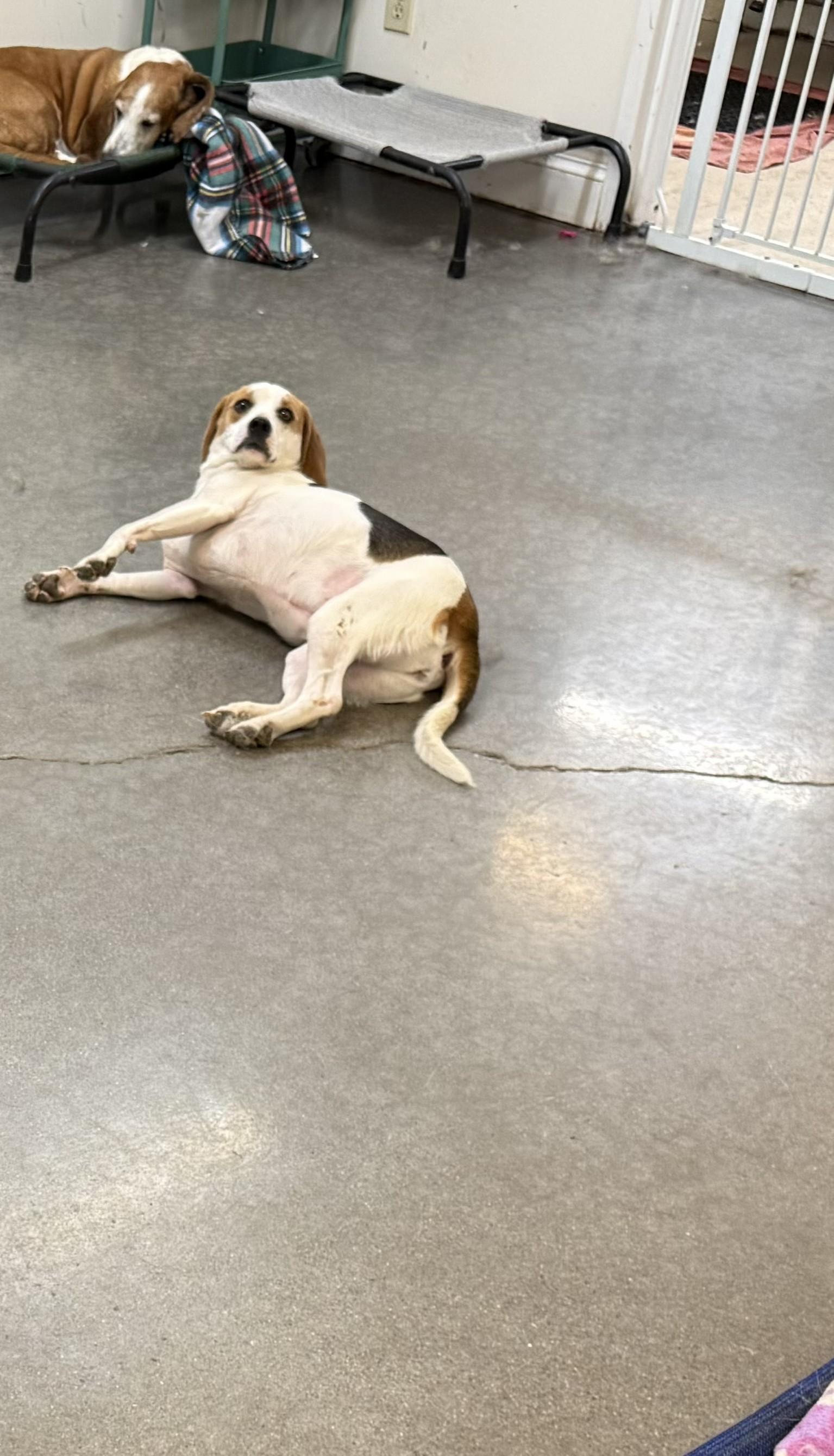 Dolley, a ADOPTABLE Beagle in Knoxville, TN image 2/4