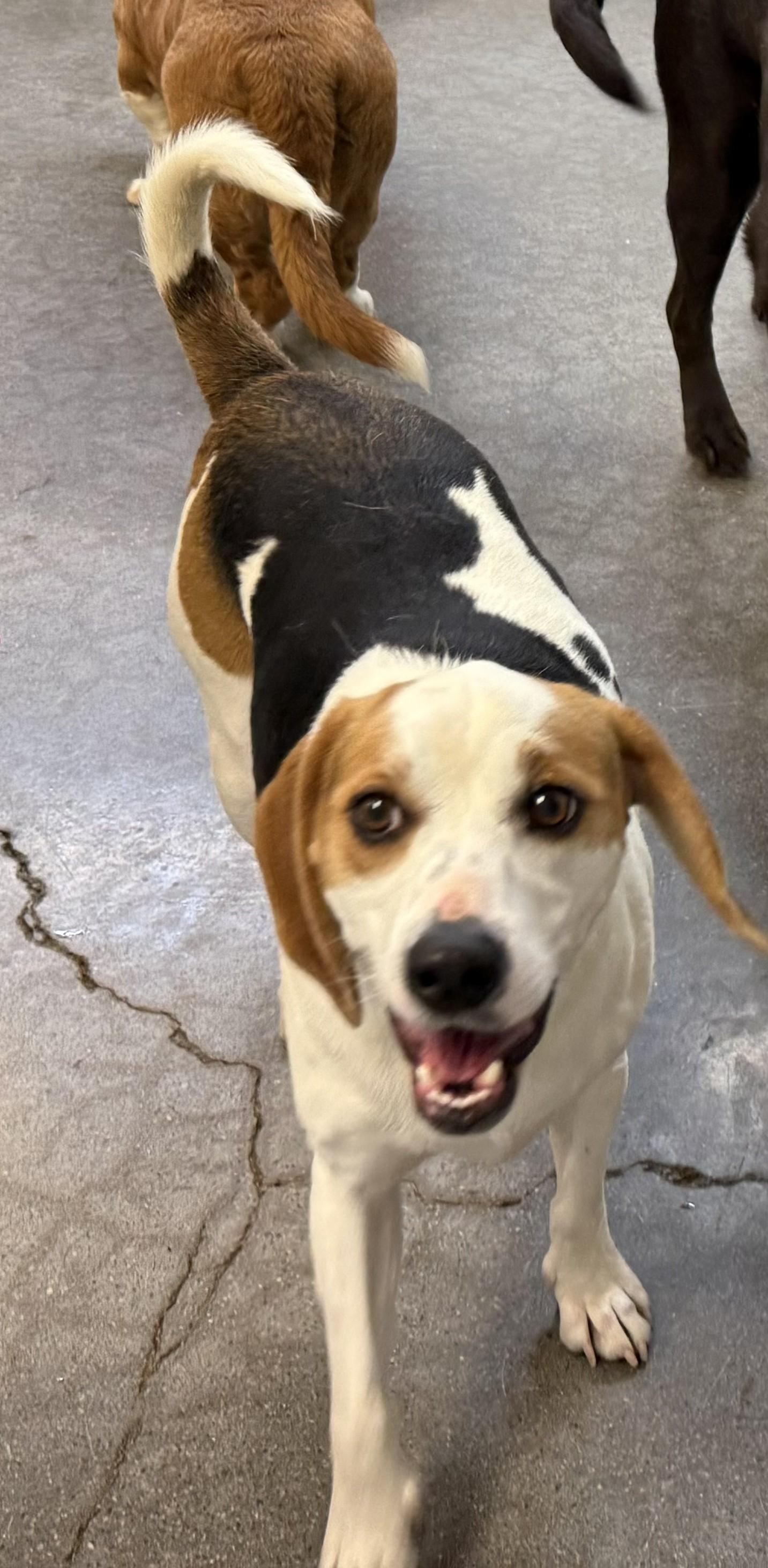 Dolley, ADOPTABLE, Adult Female Beagle.