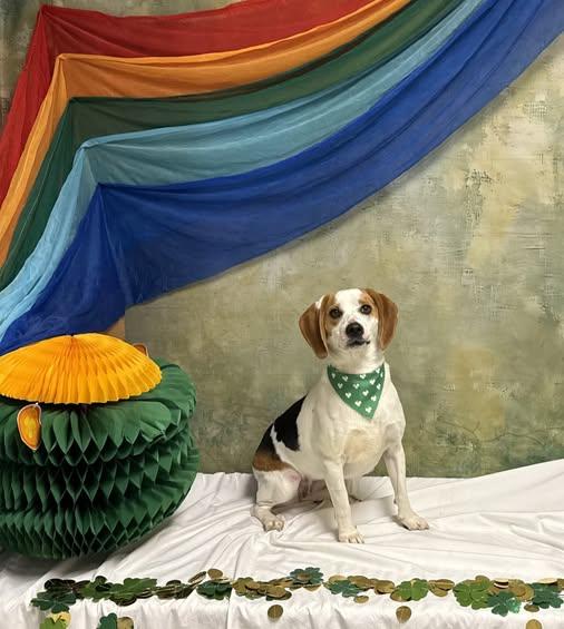 Enlarge Dolley, a ADOPTABLE Beagle in Knoxville, TN image 1/1