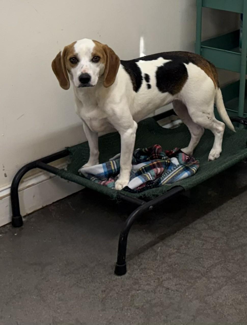 Dolley, a ADOPTABLE Beagle in Knoxville, TN image 4/4
