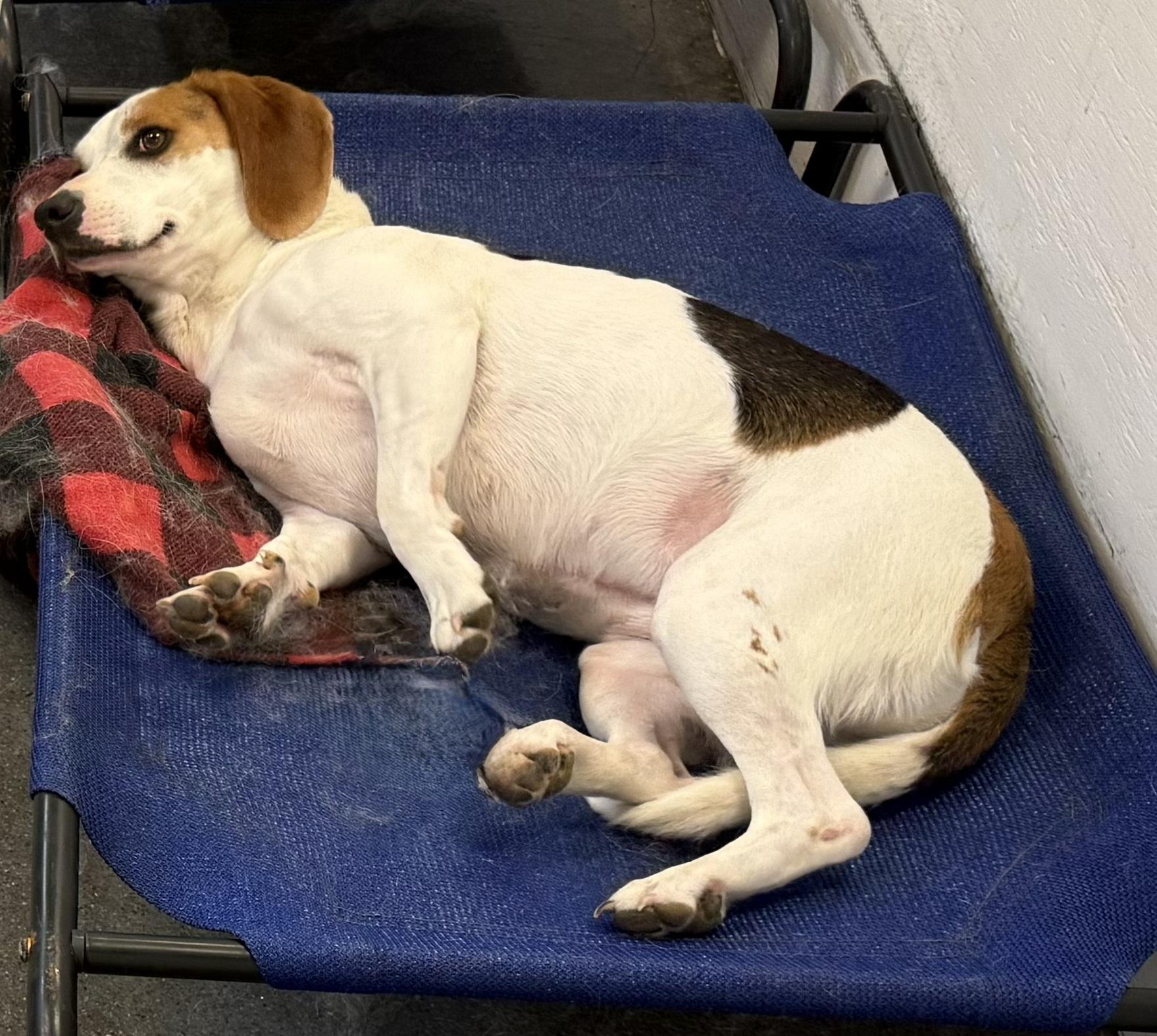 Dolley, a ADOPTABLE Beagle in Knoxville, TN image 3/4