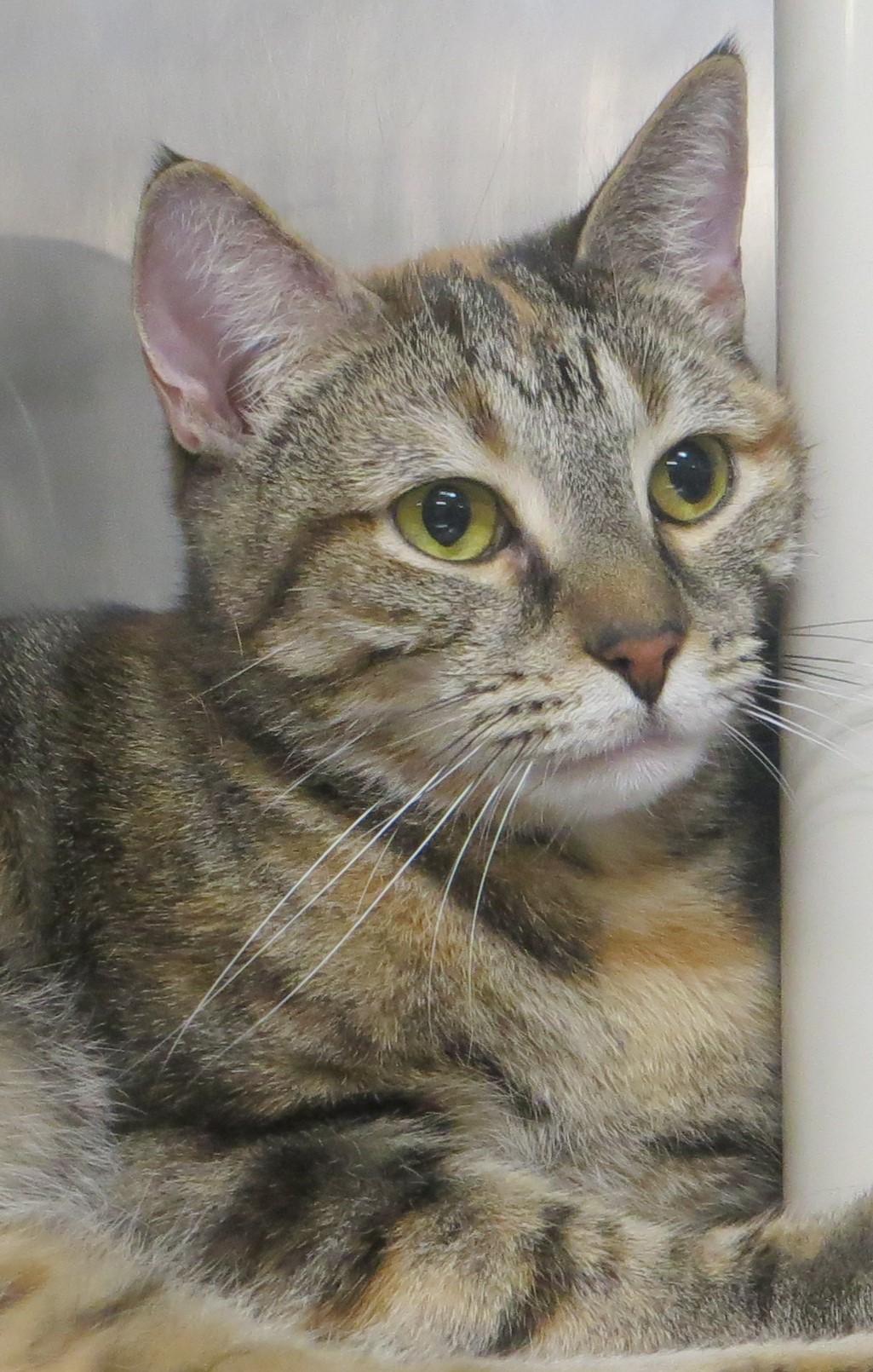 Enlarge ALICIA, a ADOPTABLE Torbie in Taunton, MA image 4/6