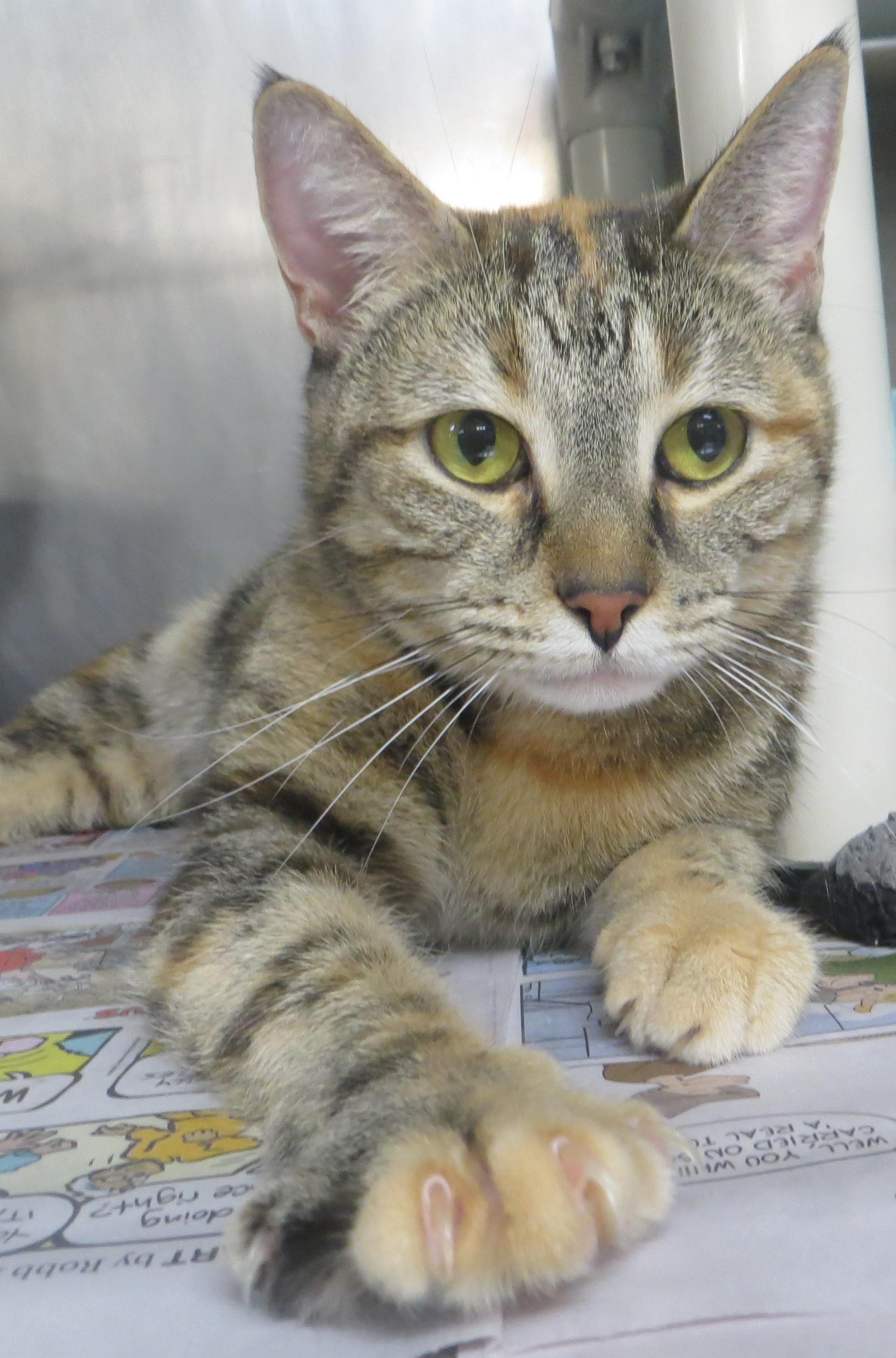Enlarge ALICIA, a ADOPTABLE Torbie in Taunton, MA image 3/6
