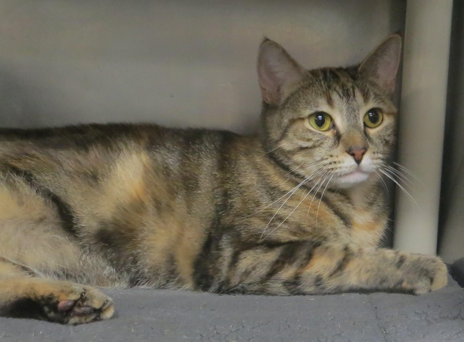 Enlarge ALICIA, a ADOPTABLE Torbie in Taunton, MA image 5/6