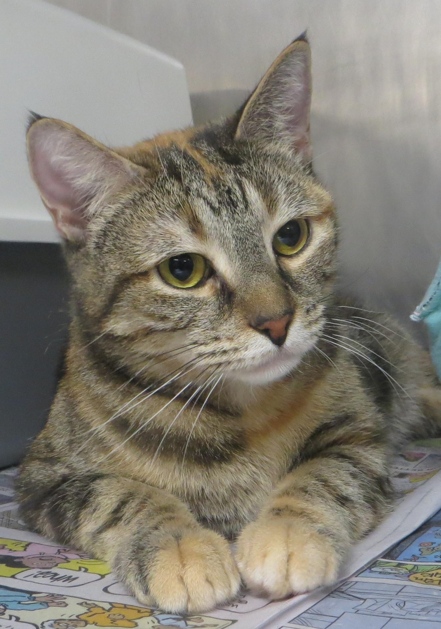 Enlarge ALICIA, a ADOPTABLE Torbie in Taunton, MA image 2/6