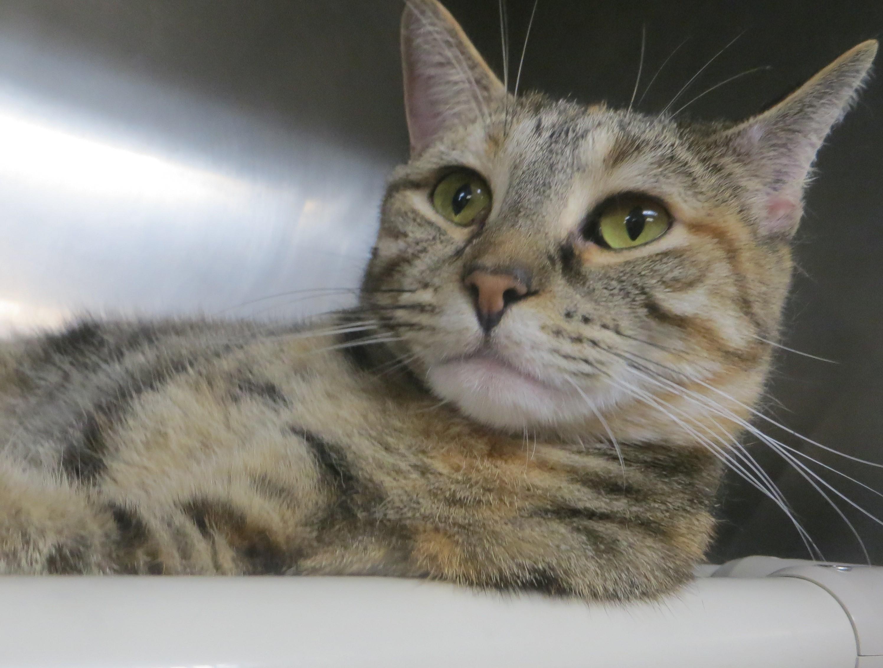 Enlarge ALICIA, a ADOPTABLE Torbie in Taunton, MA image 1/6