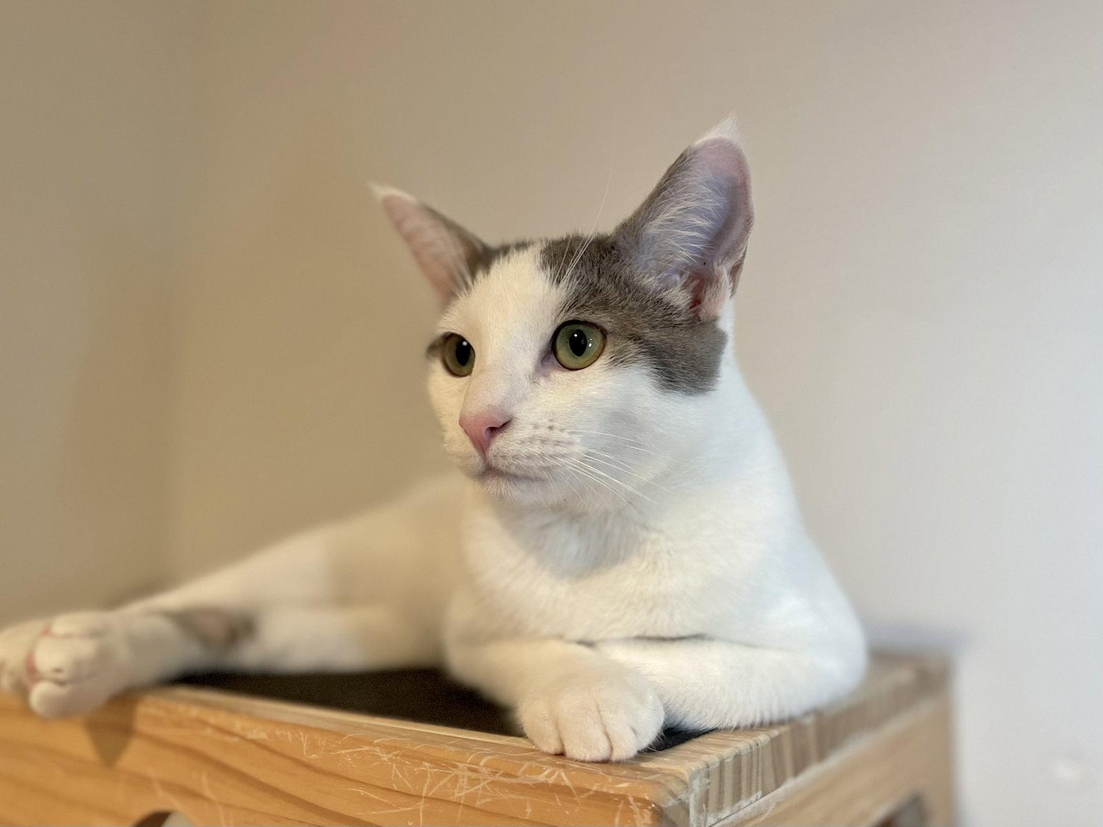 Duck (bonded with Pigeon), Adoptable, Young Female Domestic Short Hair.