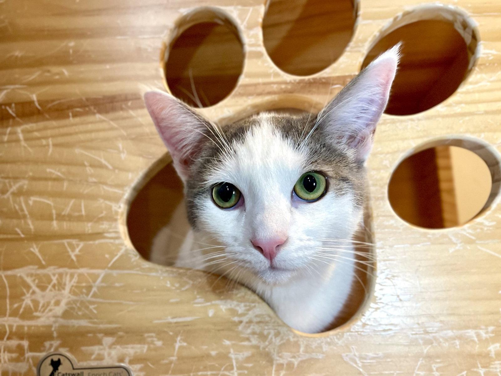 Duck (bonded with Pigeon), a Adoptable Domestic Short Hair in Oakland, CA image 2/3