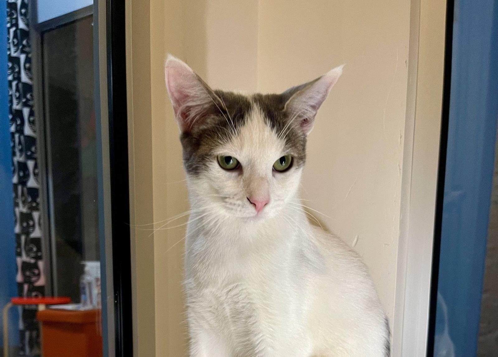 Duck (bonded with Pigeon), a Adoptable Domestic Short Hair in Oakland, CA image 3/3