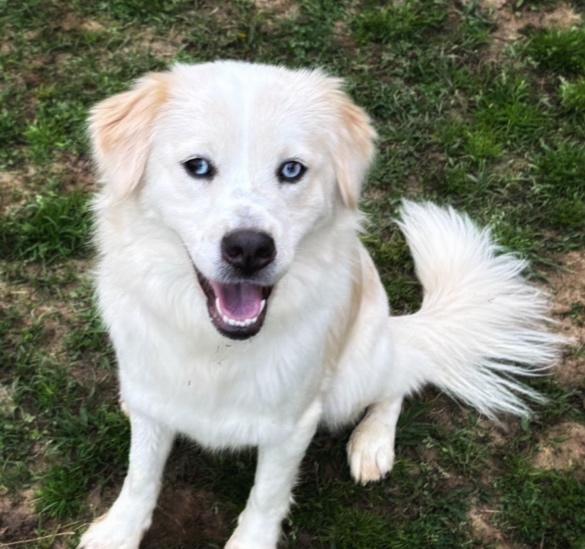 SARAH LEIGH, Adult Female Golden Retriever