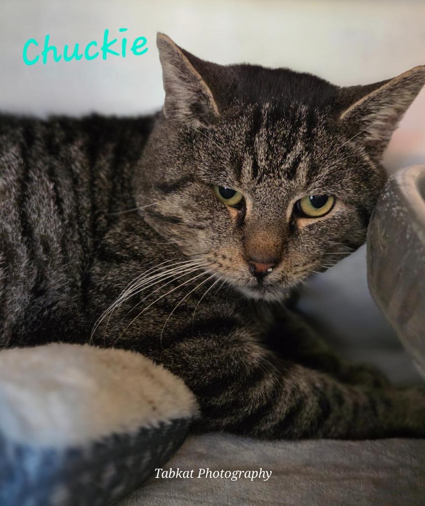 Enlarge Chuckie, a Adoptable mixed breed in Cambridge, MD image 1/1