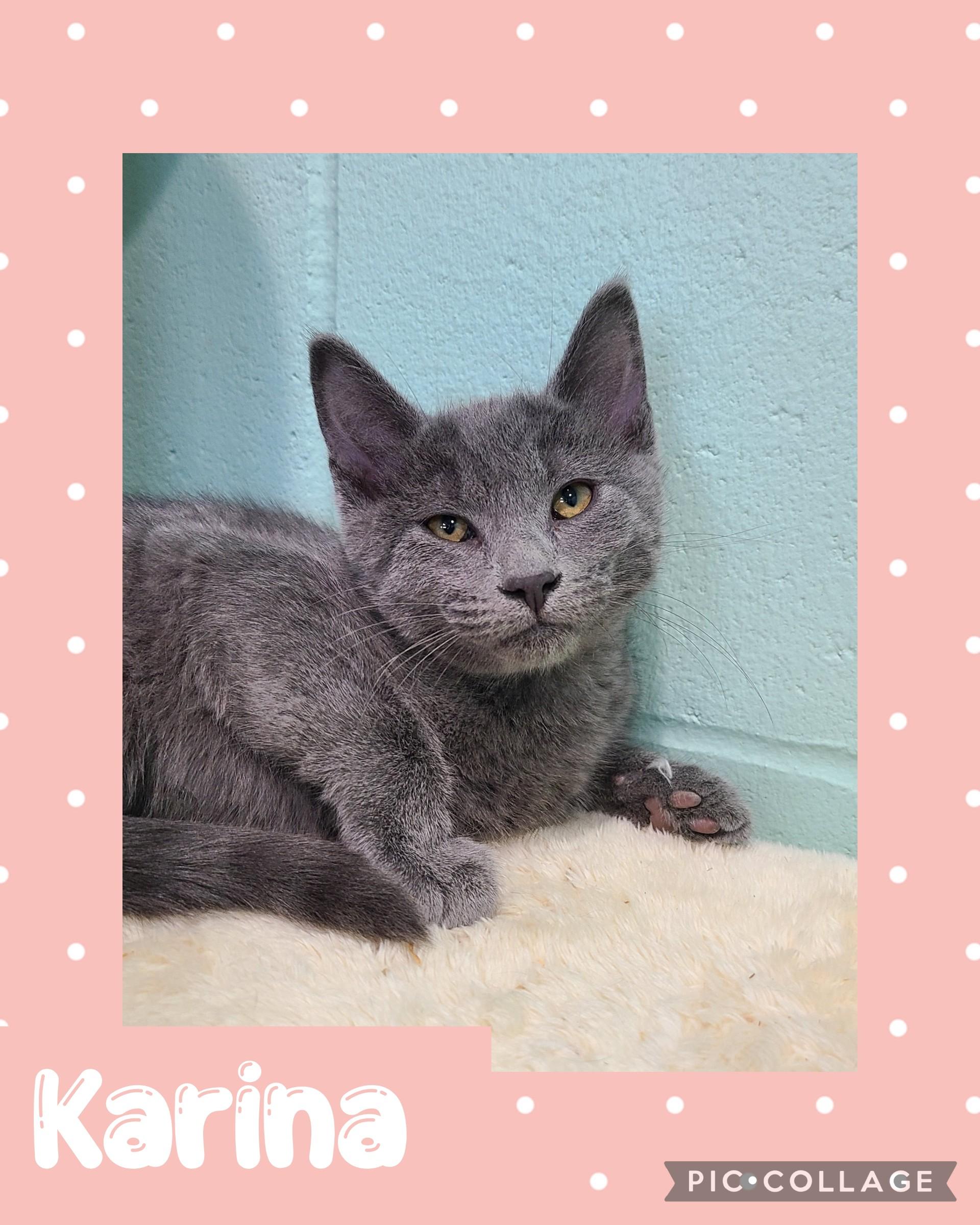 Karina, Adoptable, Young Female Domestic Short Hair.