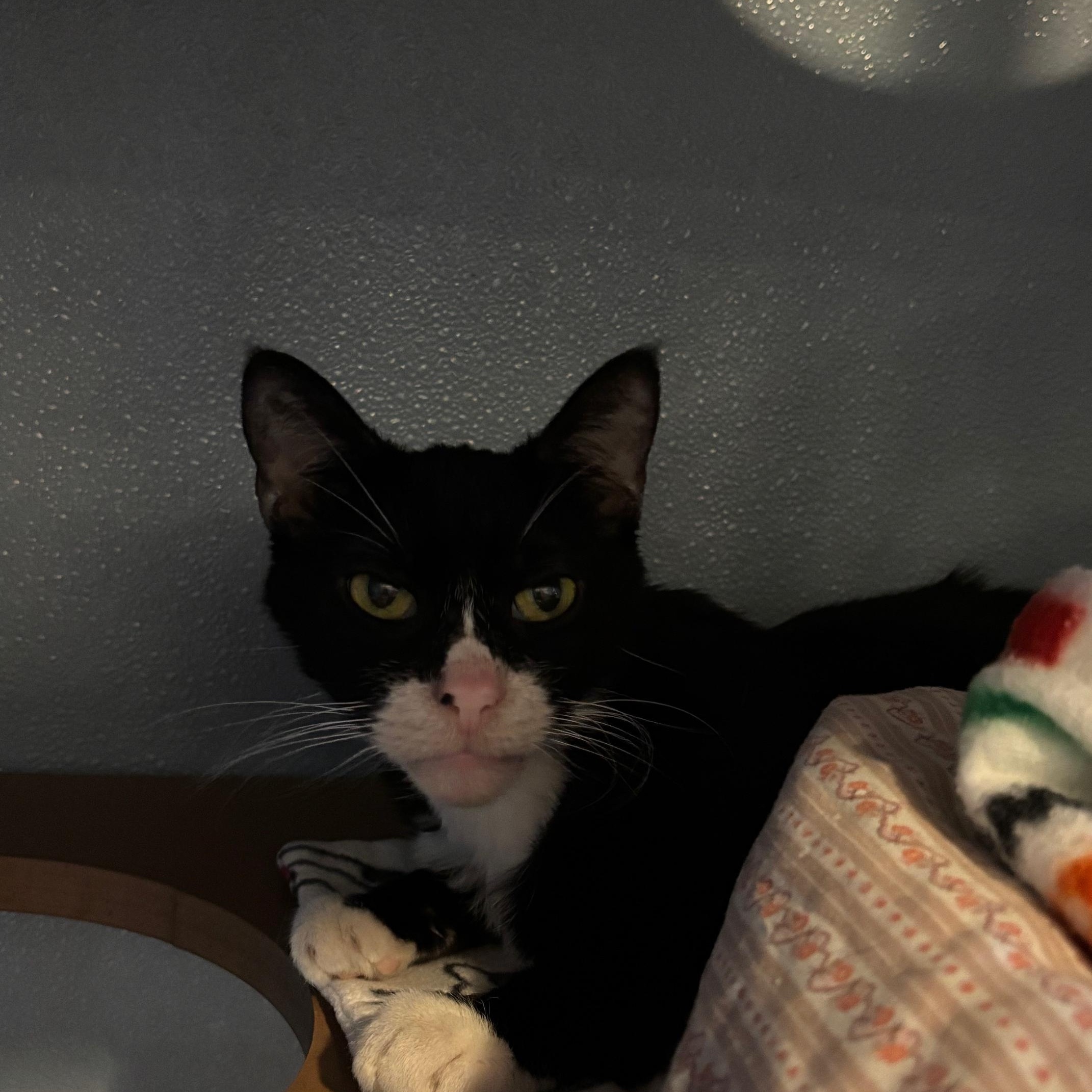 Tippy, a ADOPTABLE mixed breed in Renfrew, PA image 4/5