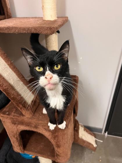 Tippy, ADOPTABLE, Senior Female Domestic Short Hair.