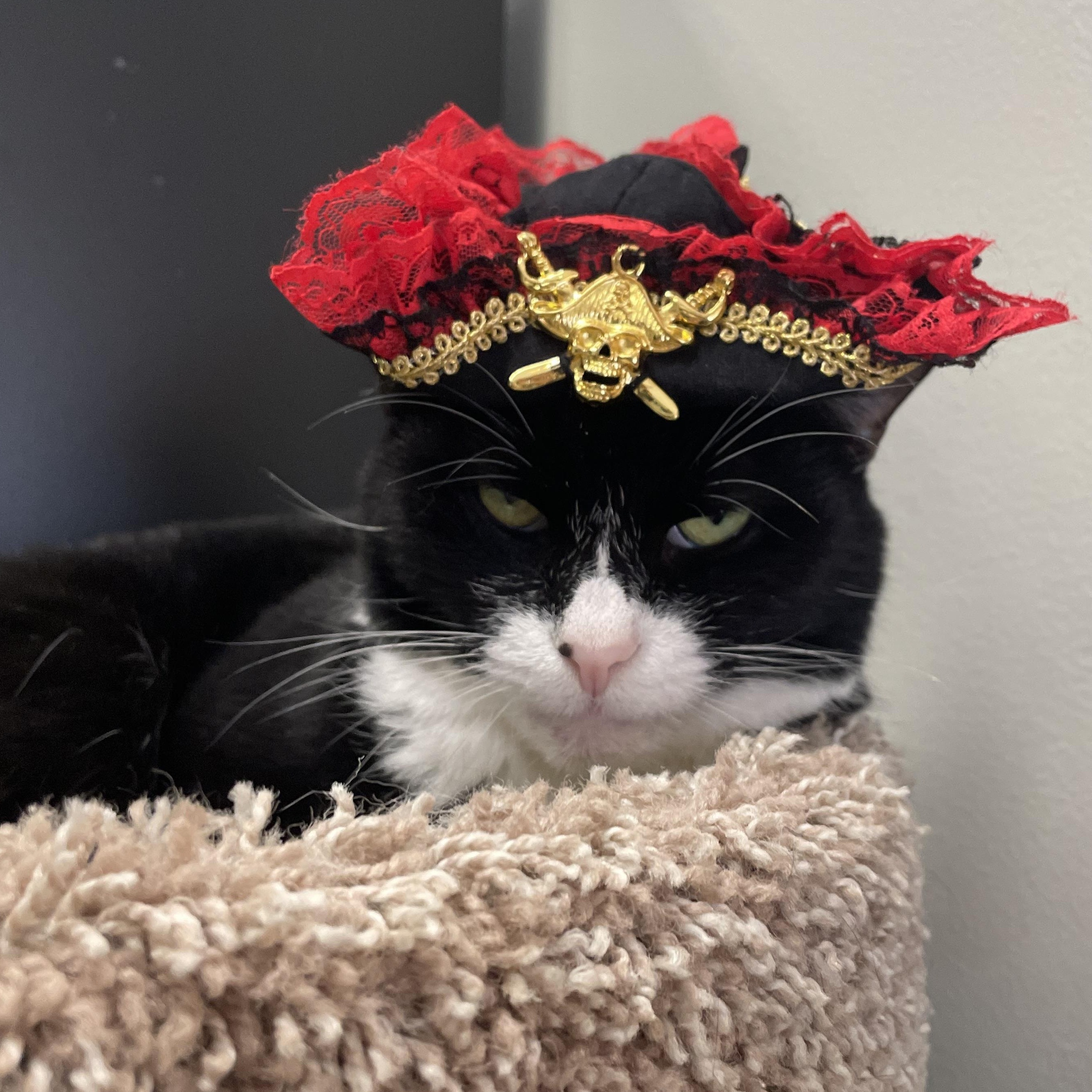 Enlarge Tippy, a ADOPTABLE mixed breed in Renfrew, PA image 5/6