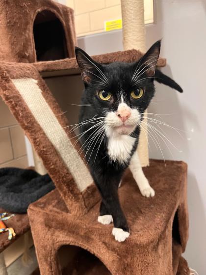 Tippy, a ADOPTABLE mixed breed in Renfrew, PA image 5/5