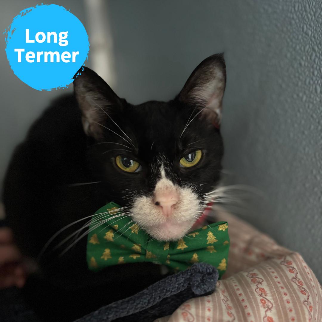 Tippy, ADOPTABLE, Senior Female Domestic Short Hair.