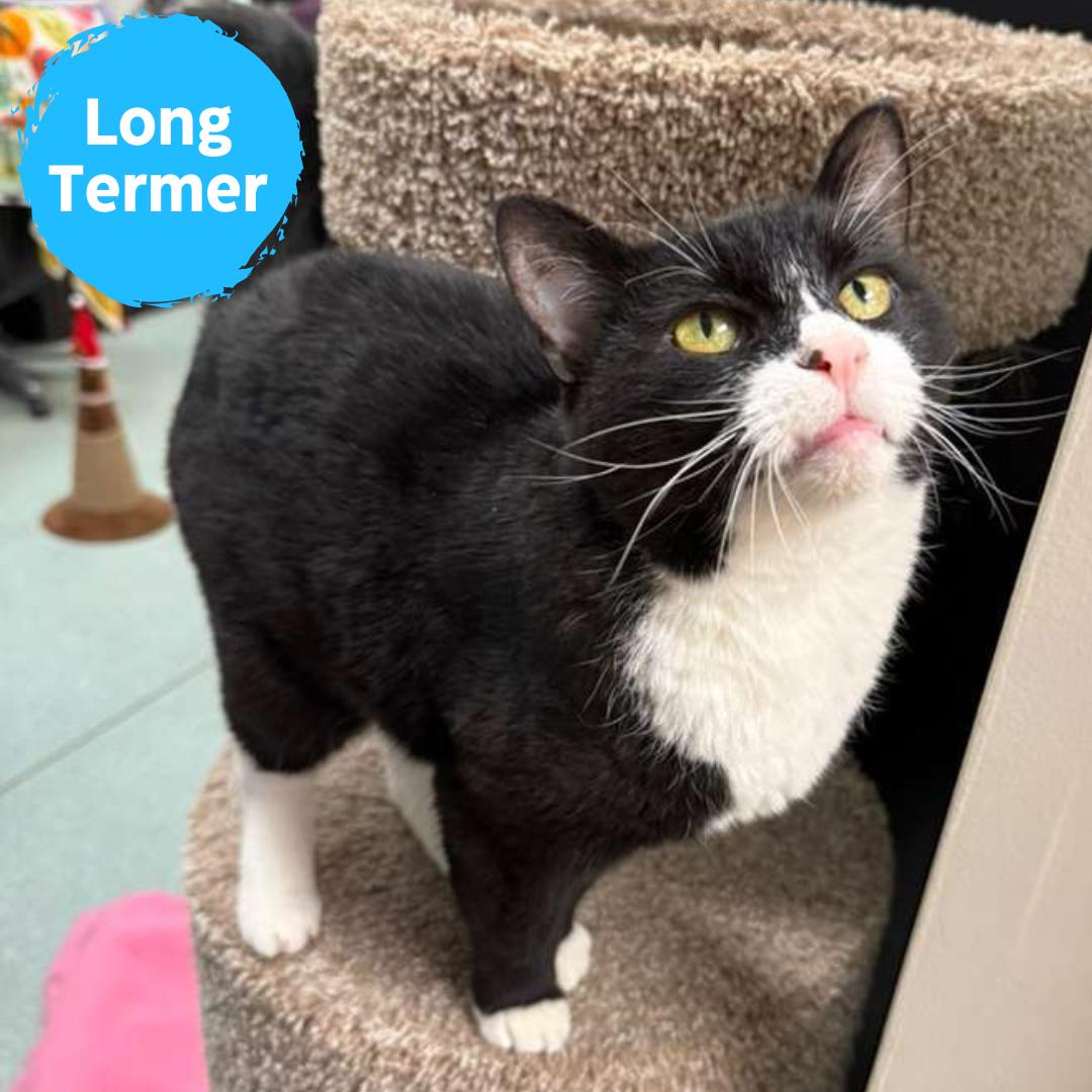 Tippy, ADOPTABLE, Senior Female Domestic Short Hair.