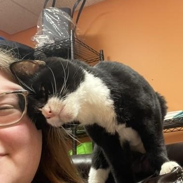 Enlarge Tippy, a ADOPTABLE mixed breed in Renfrew, PA image 3/6