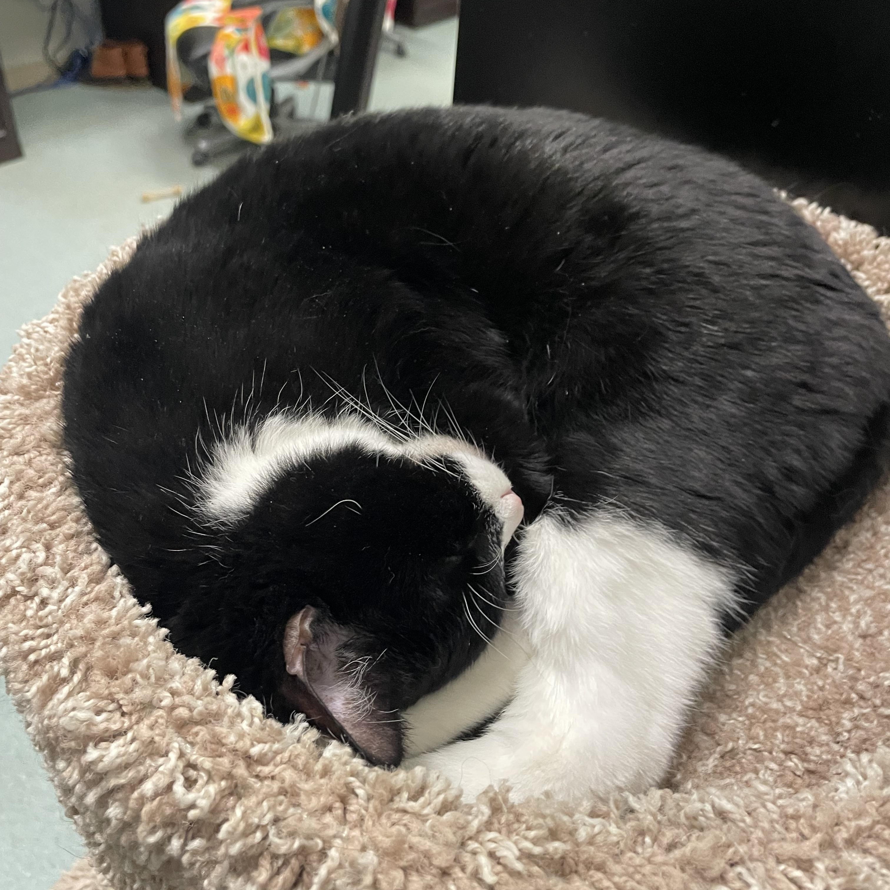 Enlarge Tippy, a ADOPTABLE mixed breed in Renfrew, PA image 2/6