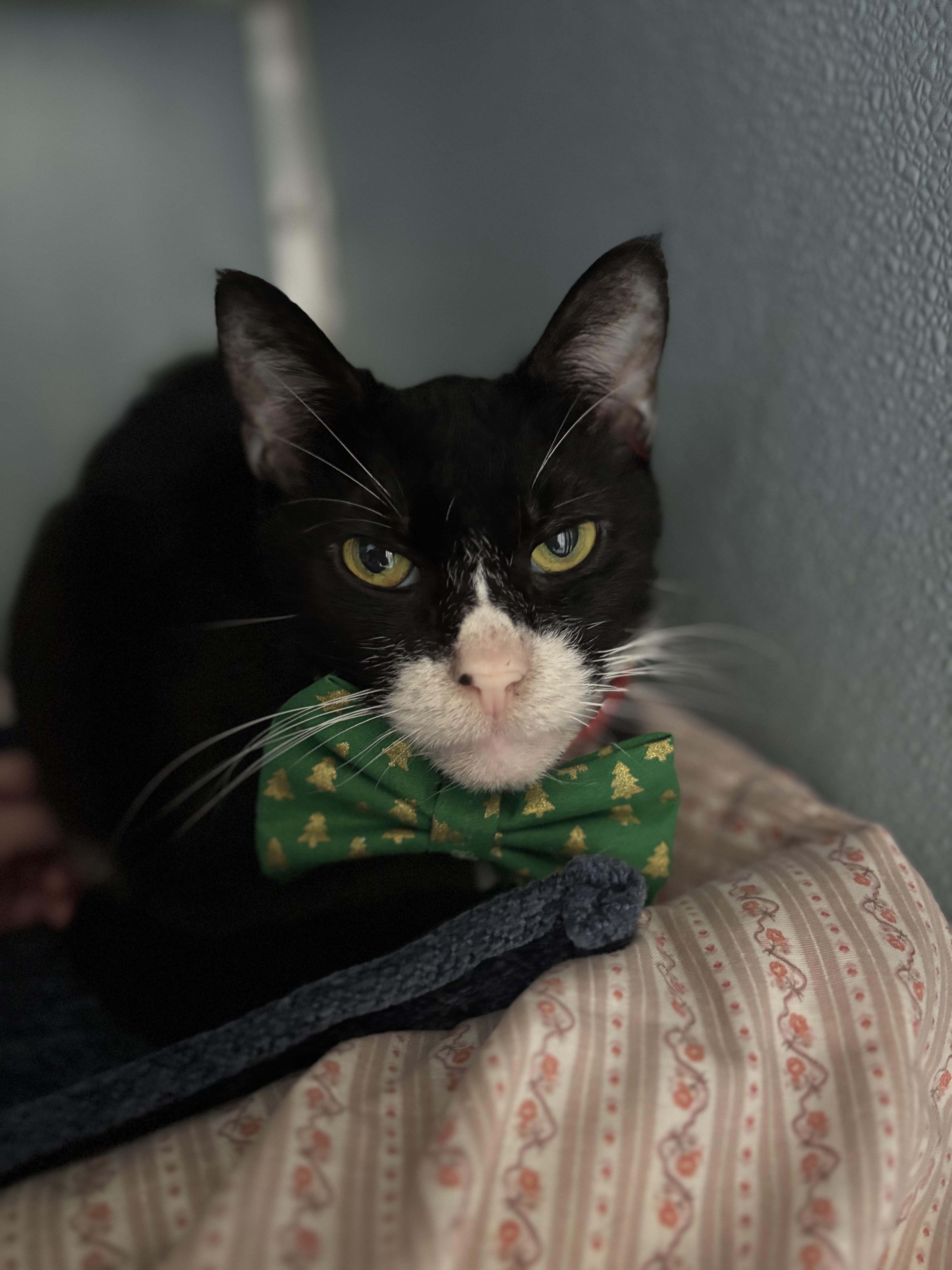 Tippy, a ADOPTABLE mixed breed in Renfrew, PA image 3/5