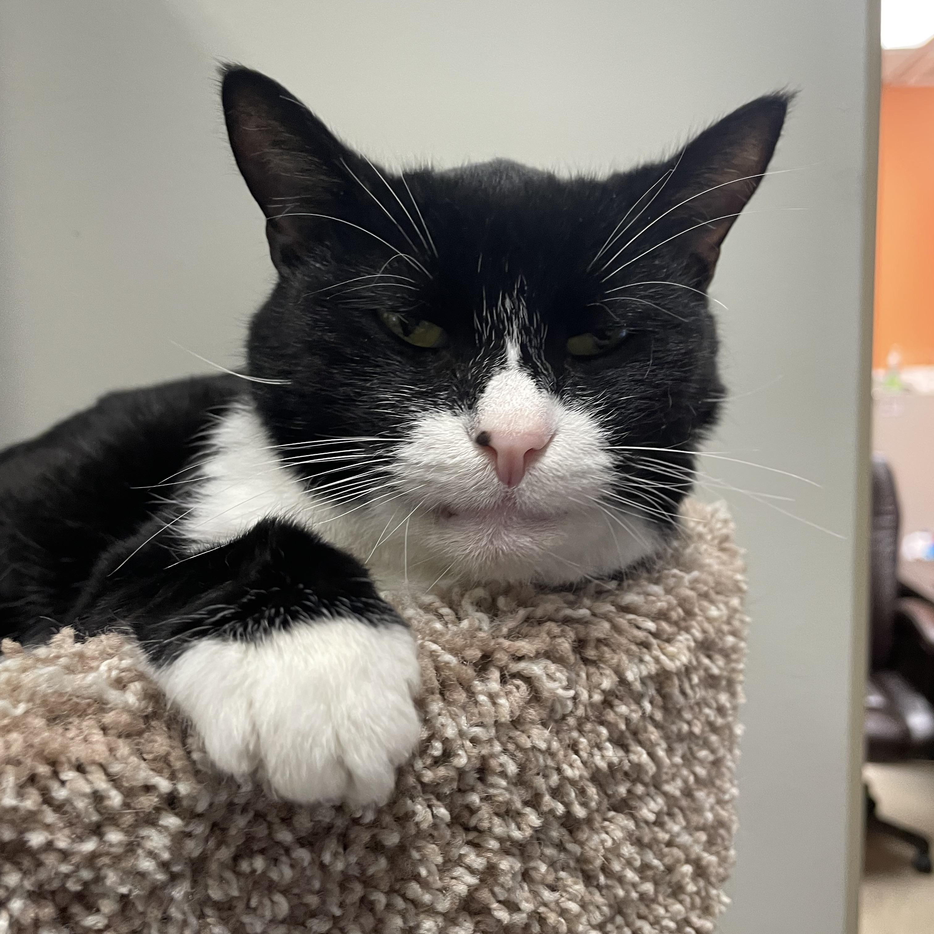 Enlarge Tippy, a ADOPTABLE mixed breed in Renfrew, PA image 4/6