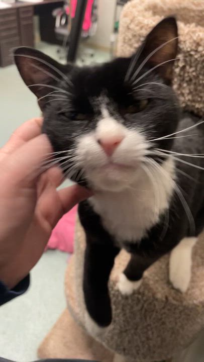 Enlarge Tippy, a ADOPTABLE mixed breed in Renfrew, PA video 6/6