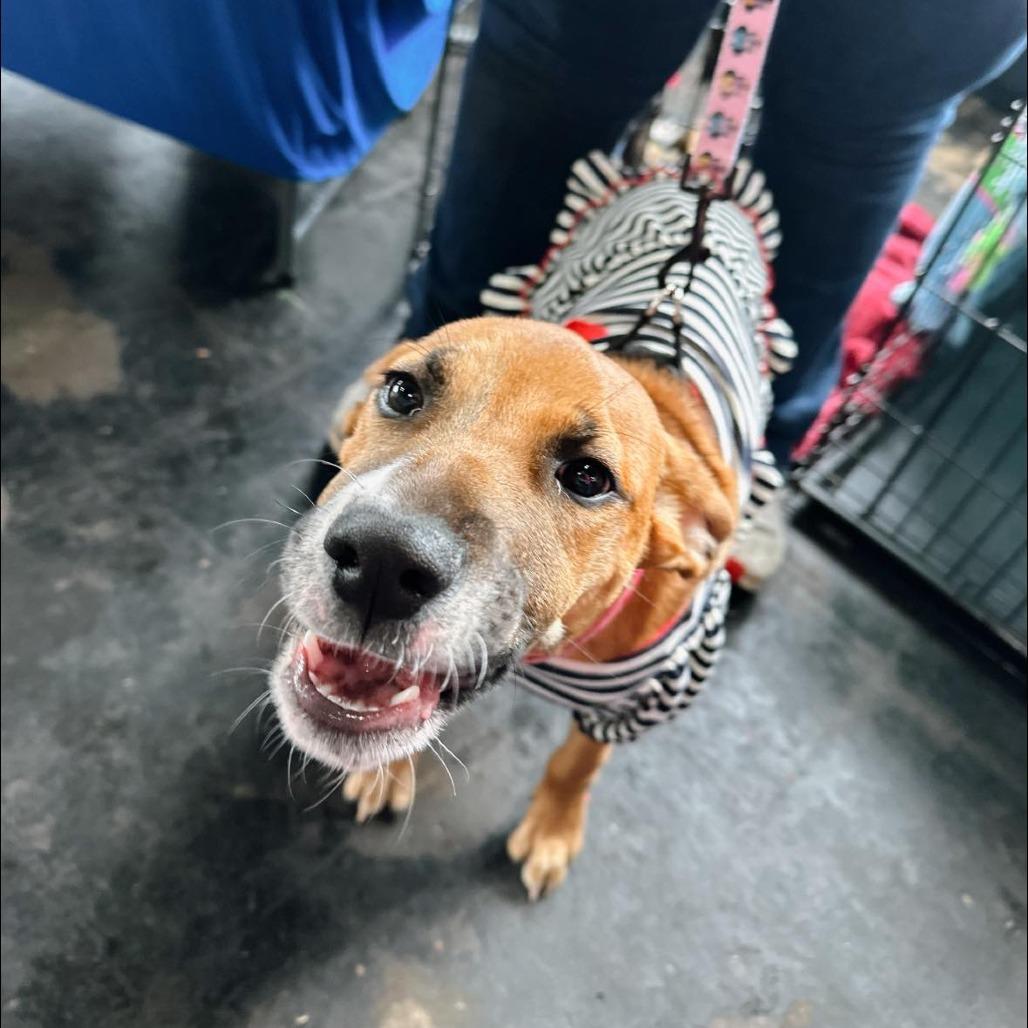 Enlarge Macy C-34457, a Adoptable mixed breed in Oklahoma City, OK image 1/3