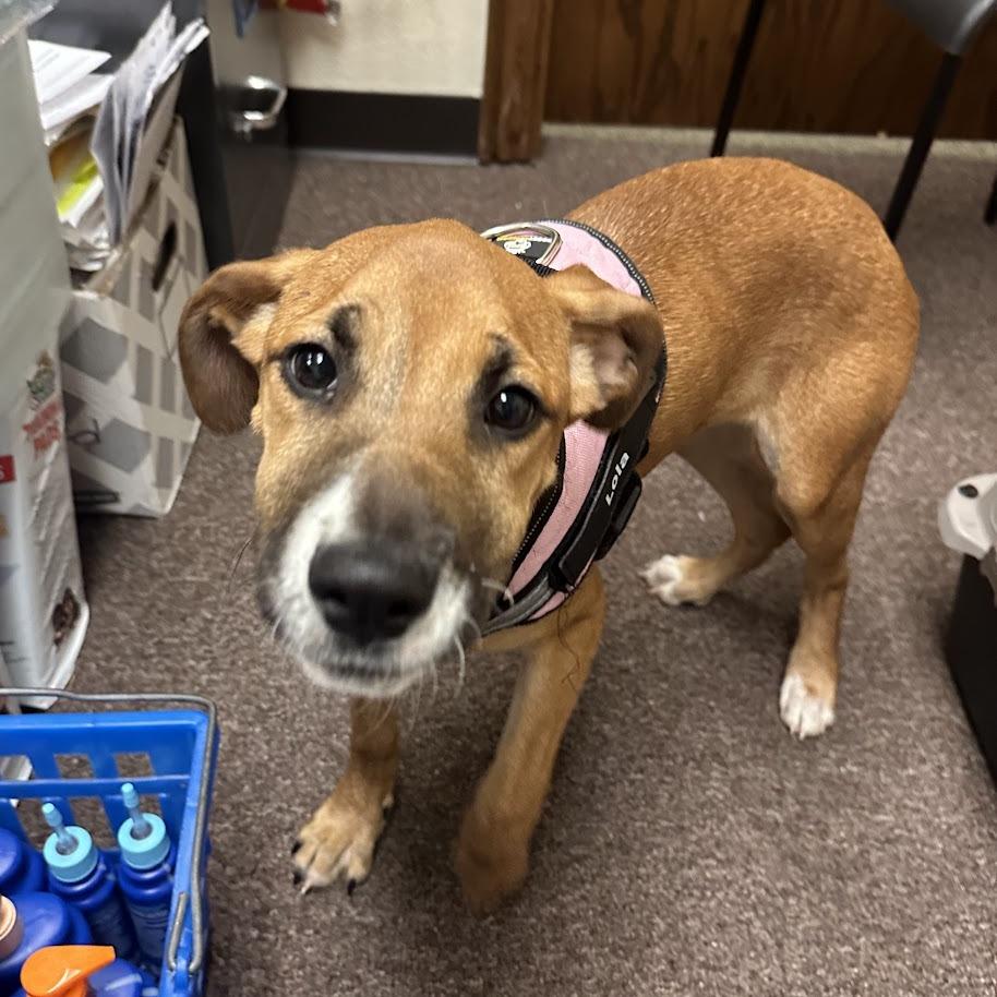 Enlarge Macy C-34457, a Adoptable Mixed Breed in Oklahoma City, OK image 1/2