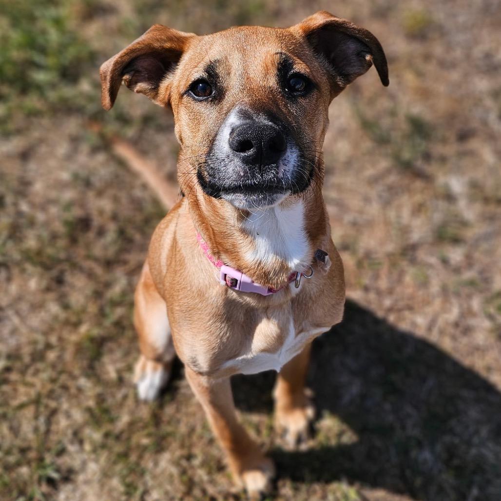 Enlarge Macy C-34457, a Adoptable mixed breed in Oklahoma City, OK image 3/6