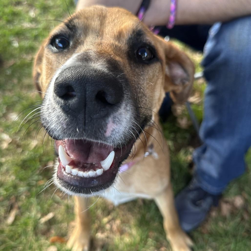 Enlarge Macy C-34457, a Adoptable mixed breed in Oklahoma City, OK image 3/6