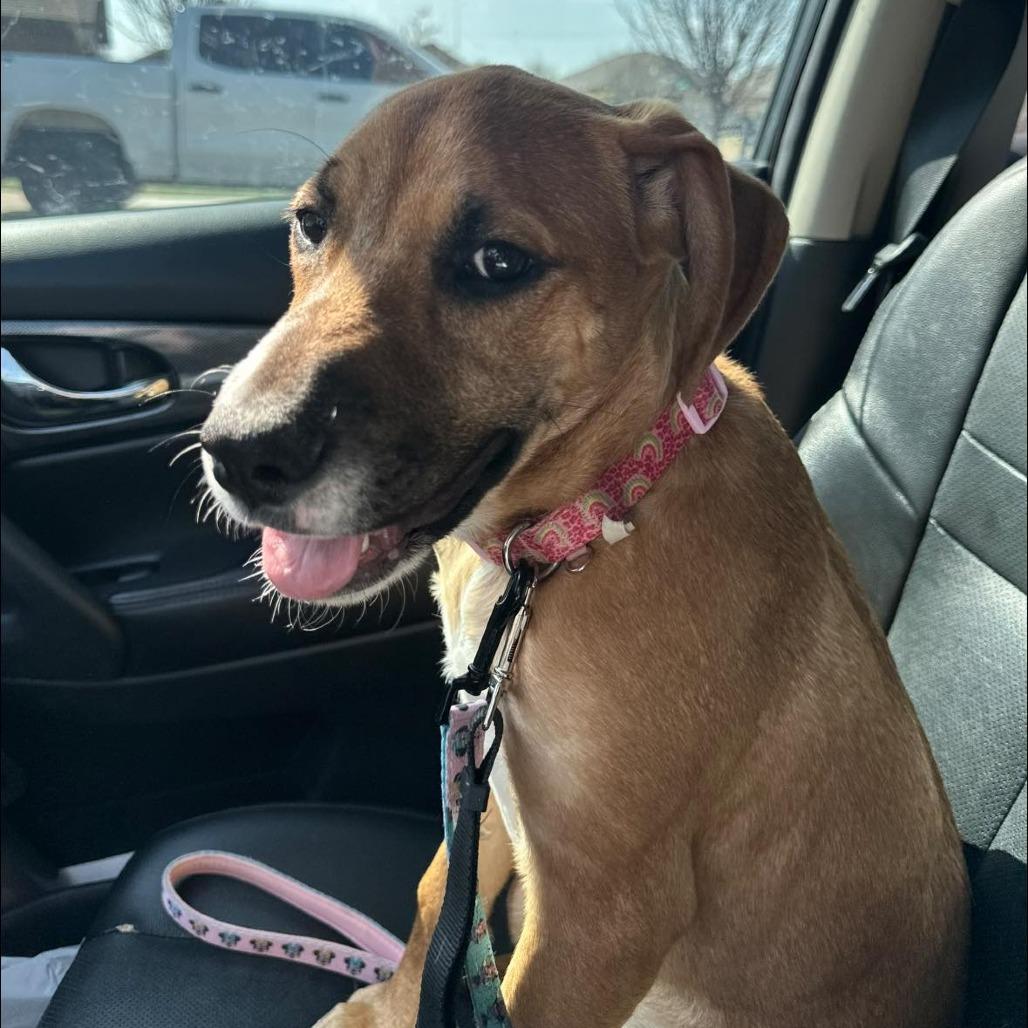 Enlarge Macy C-34457, a Adoptable mixed breed in Oklahoma City, OK image 3/6