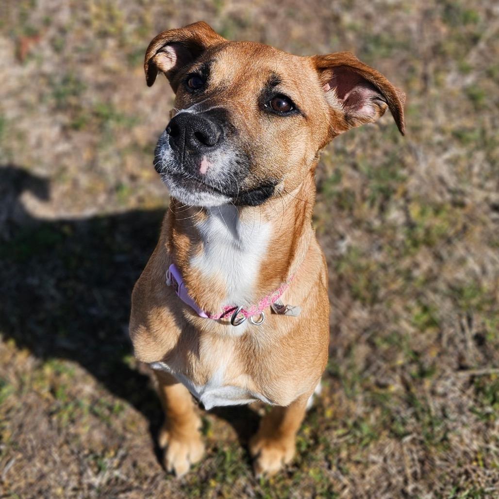 Enlarge Macy C-34457, a Adoptable mixed breed in Oklahoma City, OK image 5/6