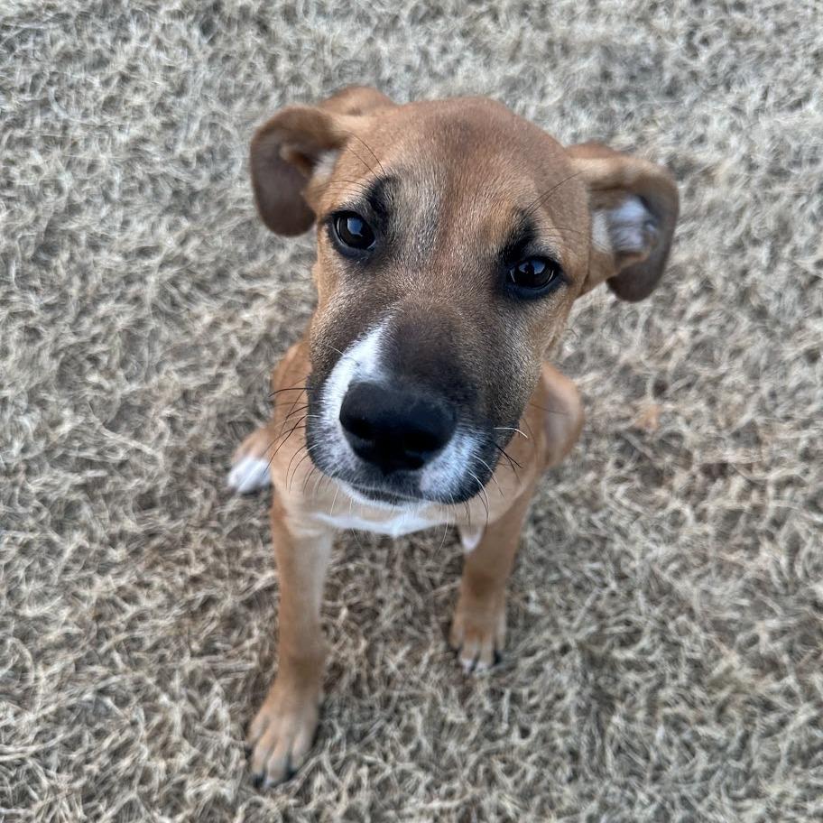 Enlarge Macy C-34457, a Adoptable Mixed Breed in Oklahoma City, OK image 2/2