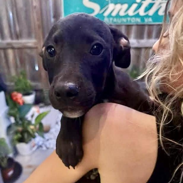 Sushi, an adopted Labrador Retriever in Tacoma, WA image 5/6