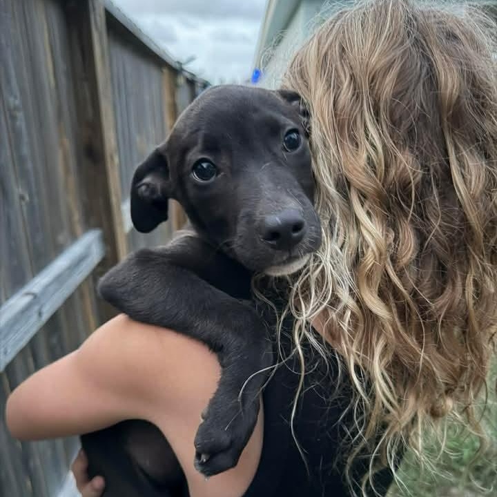 Sushi, adopted, Puppy Female Labrador Retriever.