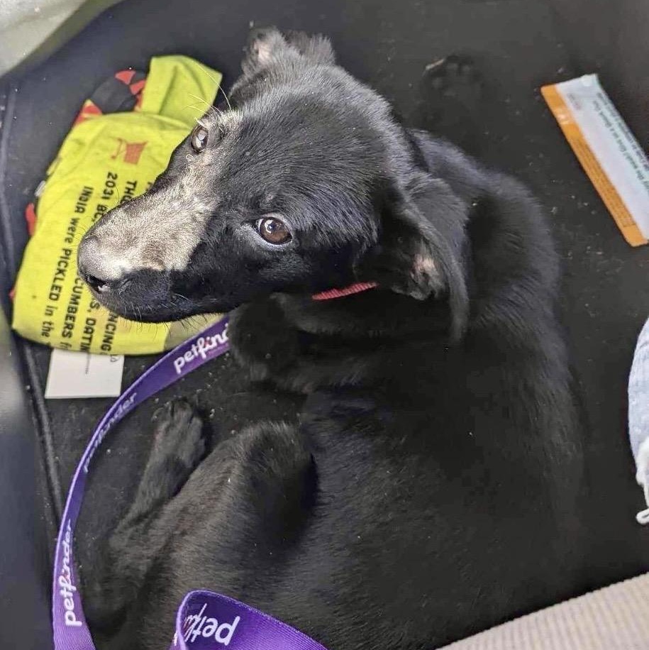 Sushi, an adopted Labrador Retriever in Tacoma, WA image 3/6