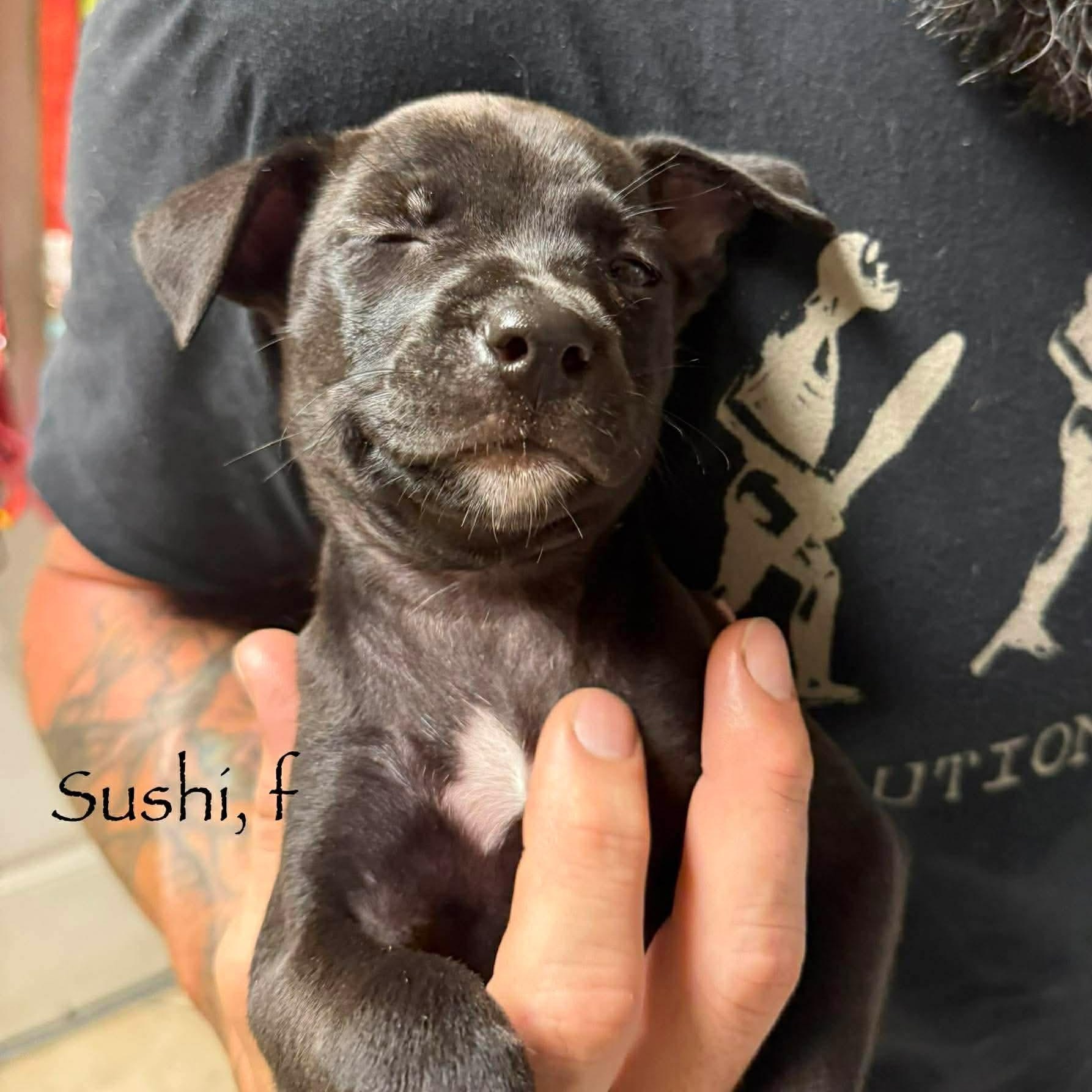 Sushi, an adopted Labrador Retriever in Tacoma, WA image 6/6